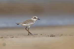 Kentish plover (Charadrius alexandrinus)