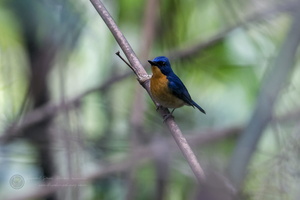 Large Blue-flycatcher (Cyornis magnirostris)