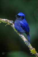 Large Niltava (Niltava grandis) (1)