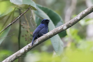 Large Niltava (Niltava grandis)