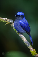 Large Niltava (Niltava grandis)1