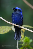 Large Niltava (Niltava grandis)2