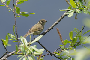 Large-billed Leaf Warbler (Phylloscopus magnirostris) (1)