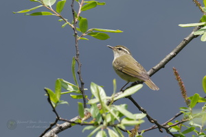 Large-billed Leaf Warbler (Phylloscopus magnirostris) (2)