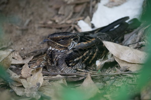 Large-tailed Nightjar (Caprimulgus macrurus) (1)