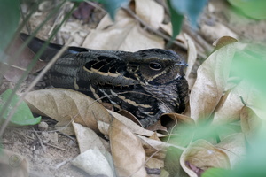 Large-tailed Nightjar (Caprimulgus macrurus) (2)