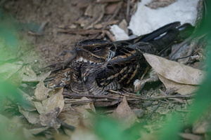 Large-tailed Nightjar (Caprimulgus macrurus) (3)