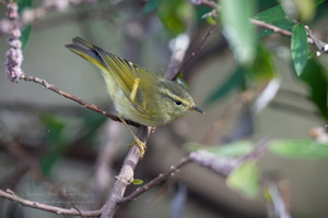 Lemon-rumped Warbler (Phylloscopus chloronotus)