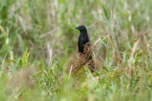 Lesser Coucal (Centropus bengalensis) (1)