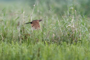 Lesser Coucal (Centropus bengalensis) (2)