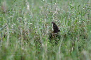 Lesser Coucal (Centropus bengalensis) (3)