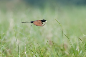 Lesser Coucal (Centropus bengalensis) (4)