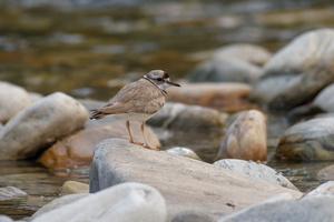 Long-billed Plover (Charadrius placidus)