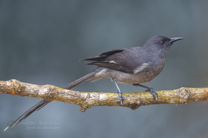 Long-tailed Sibia (Heterophasia picaoides) (1)