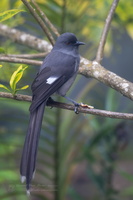 Long-tailed Sibia (Heterophasia picaoides) (2)