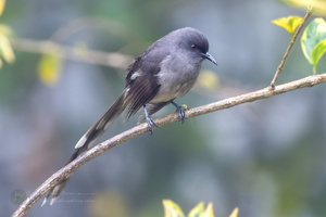 Long-tailed Sibia (Heterophasia picaoides) (3)