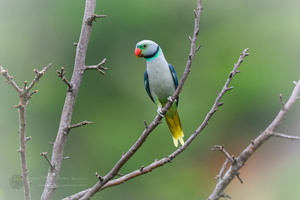 Malabar Parakeet (Psittacula columboides) (1)