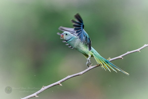 Malabar Parakeet (Psittacula columboides) (2)