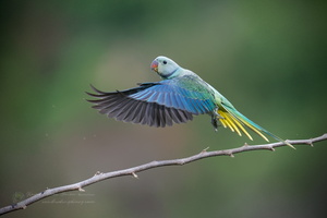 Malabar Parakeet (Psittacula columboides) (3)