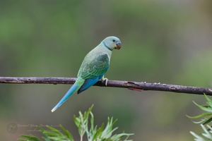 Malabar Parakeet (Psittacula columboides) (4)