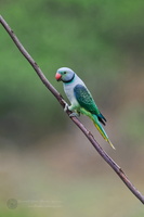 Malabar Parakeet (Psittacula columboides) (5)
