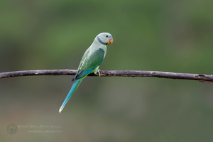 Malabar Parakeet (Psittacula columboides) (6)