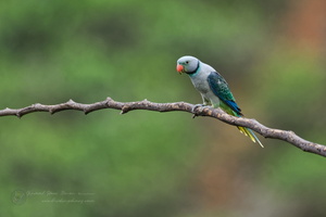 Malabar Parakeet (Psittacula columboides) (9)
