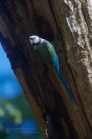 Malabar Parakeet (Psittacula columboides)