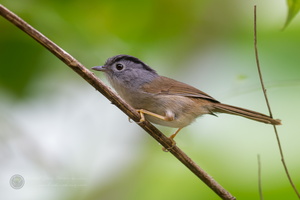 Mountain Fulvetta (Alcippe peracensis) (1)