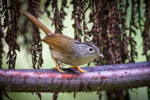 Mountain Fulvetta (Alcippe peracensis)