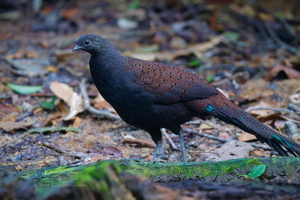 Mountain Peacock-pheasant (Polyplectron inopinatum) (1)