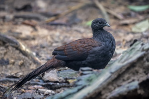 Mountain Peacock-pheasant (Polyplectron inopinatum) (2)