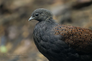 Mountain Peacock-pheasant (Polyplectron inopinatum) (4)