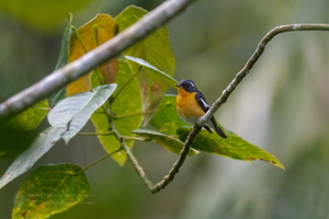 Mugimaki Flycatcher (Ficedula mugimaki)
