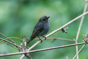 Nilgiri Flycatcher (Eumyias albicaudatus)