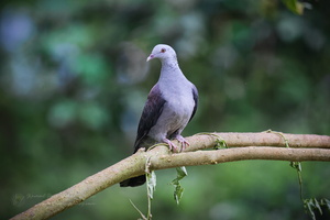 Nilgiri wood pigeon ( Columba elphinstonii ) (1)