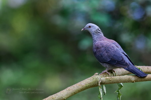 Nilgiri wood pigeon ( Columba elphinstonii ) (2)