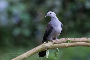 Nilgiri wood pigeon ( Columba elphinstonii ) (3)