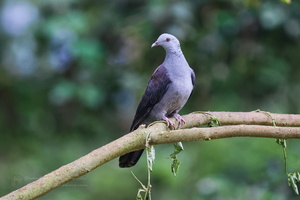 Nilgiri wood pigeon ( Columba elphinstonii ) (4)