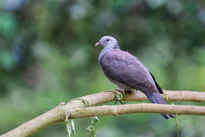 Nilgiri wood pigeon ( Columba elphinstonii ) (5)