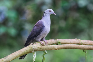 Nilgiri wood pigeon ( Columba elphinstonii ) (6)