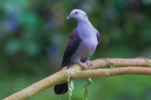 Nilgiri wood pigeon ( Columba elphinstonii )