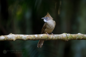 Ochraceous Bulbul (Alophoixus ochraceus)