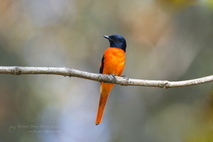 Orange Minivet (Pericrocotus flammeus)01