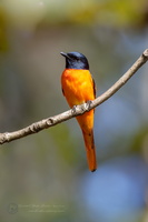 Orange Minivet (Pericrocotus flammeus)02