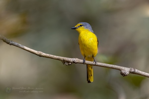 Orange Minivet (Pericrocotus flammeus)03