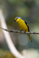 Orange Minivet (Pericrocotus flammeus)04