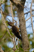 Orange-backed Woodpecker (Reinwardtipicus validus)