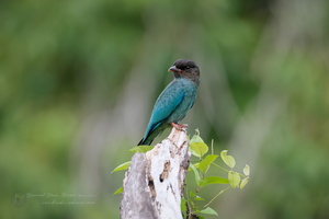 Oriental Dollarbird (Eurystomus orientalis)