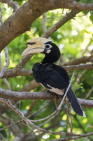 Oriental pied hornbill (Anthracoceros albirostris)